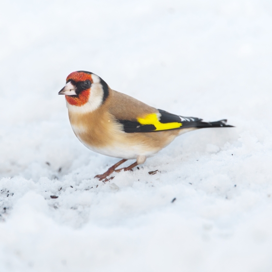 Goldfinch Bto British Trust For Ornithology